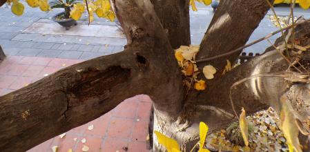 Árbol enfermo en una calle de Pineda de Mar .