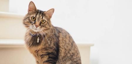 Convivir con un gato es aprender a leer entre líneas cada día..&nbsp;