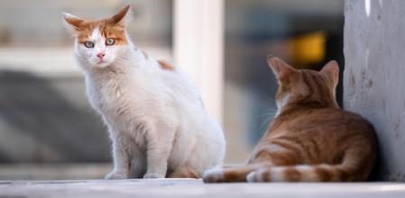 La conducta de los gatos está condicionada por diversos factores como el estrés