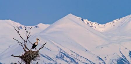 Las cigüeñas ya preparan el nido con el Canigó nevado de fondo.