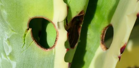 Pita afectada por la plaga del picudo negro.