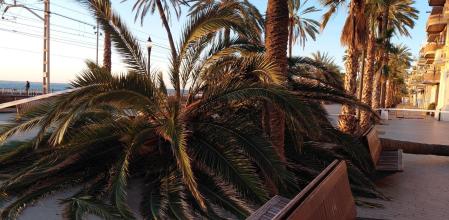 Una palmera caída en el Passeig Marítim de Badalona