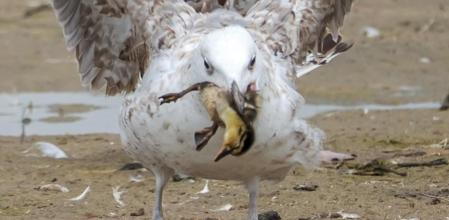 Gaviota en la laguna del Remolar.
