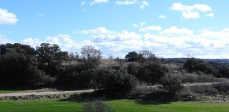 Reto visual: ¿Encuentras al aguilucho?