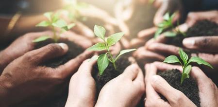 People, teamwork and hands with sprout in soil for sustainability, eco friendly charity project or climate change. NGO volunteer group, plant growth and ecology outdoor for environment responsibility