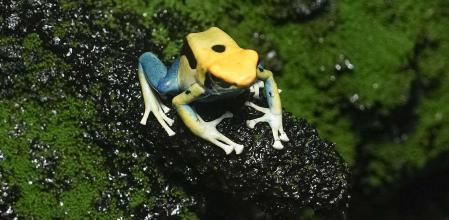 Vista de una rana dardo amarilla, uno de los ejemplares que posee de forma natural&nbsp;la toxina que se pudo utilizar para matar al líder opositor ruso, Alexéi Navalni&nbsp;