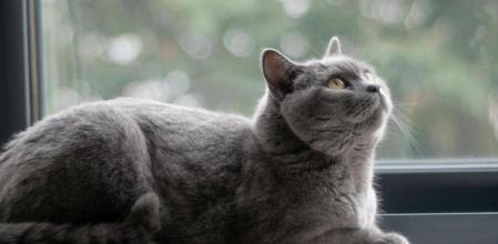 Esto quiere decir que tu gato te despierte a las 4 de la mañana, según expertos en conducta felina