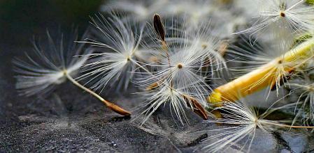 Semillas de diente de león.