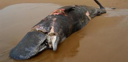 Cachalote varado tras sufrir una colisión con un buque