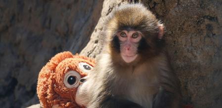 Punch, que fue abandonado por su madre poco después de nacer, pasa el tiempo sentado con un peluche de orangután en el zoológico y jardín botánico de la ciudad de Ichikawa 