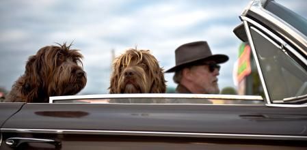 Perros viajando en coche