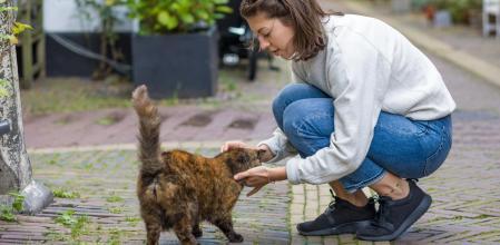 El dolor de soltar, el apego emocional y por qué las colonias felinas no pueden depender de una sola persona.