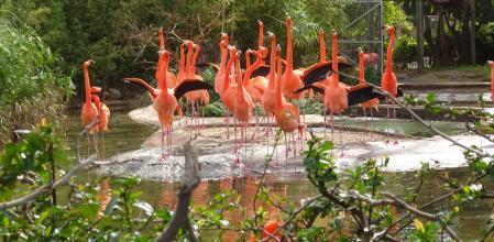 Reto visual: ¿Cuántos flamencos eres capaz de ver en menos de 30 segundos?