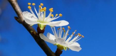 Ciruelo mirabolano en flor.