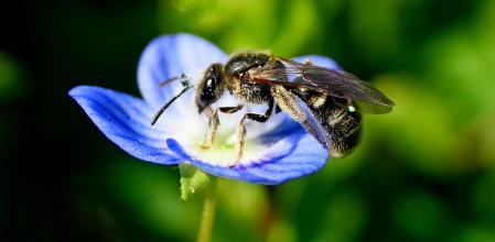 Abeja del sudor, en un jardín de Vilobí d'Onyar.