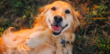 Primer plano de un Golden