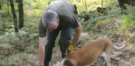 Un especialista de la Guardia Civil, acompañado de un perro adiestrado, durante las labores de búsqueda de la joven de 19 años, Laura Alonso, desaparecida en la madrugada del lunes en la localidad de Xestosa, en el ayuntamiento orensano de Toén