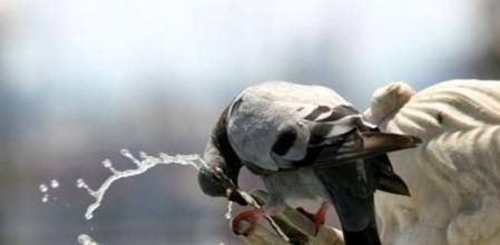 Una paloma bebe agua en una fuente