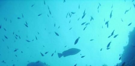 La reserva de Masia Blanca Fauna y la de Torrent del Pi, en l'Ametlla de Mar, sorprenden al buceador con una sorprendente variedad de especies