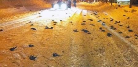 Imagen que muestra algunos de los pájaros que han aparecido muertos