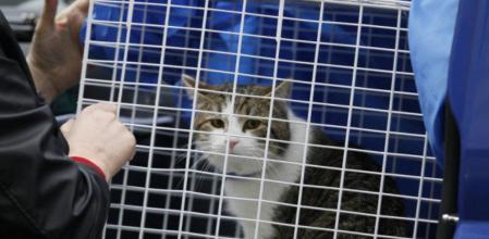 Larry, el nuevo inquilino de Downing Street que se encargará de acabar con las ratas