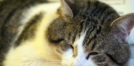 Larry, el terror de los ratones de Downing Street