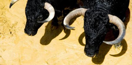Dos toros antes de una corrida celebrada en la plaza de Torremolinos