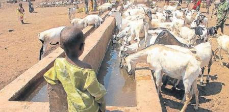 Un niño con chanclas amarillas mira la desesperación de los animales por hacerse un hueco para beber. El agua para todo el rebaño cuesta al pastor el equivalente a dos céntimos de euro
