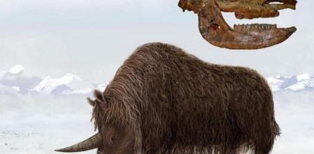 Los rinocerontes lanudos se adaptaron a la fría Meseta Tibetana mucho antes de que el cambio climático se diera en otras áreas