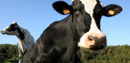 Imagen de archivo de una vaca