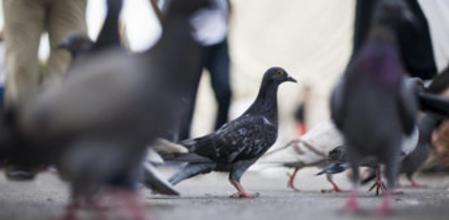 Tarragona utilizará nuevos métodos para reducir la población de palomas, muy presentes en el centro y la Part Baixa