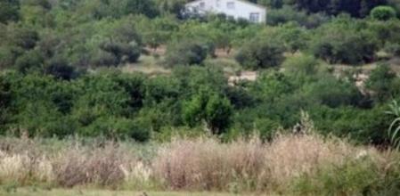 Conejos campando libremente por fincas del Alt Camp al inicio de la campaña