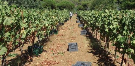La vendimia se alargará todo el fin de semana.