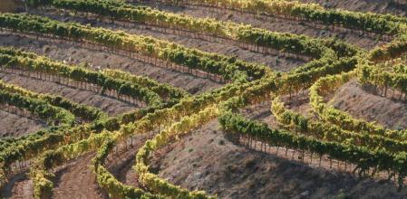 Imagen de las viñas del Priorat
