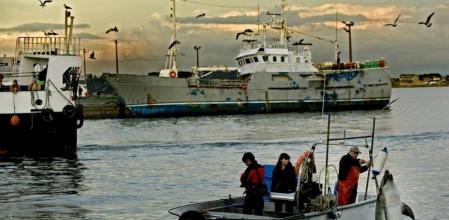 Un delfín junto a una pequeña embarcación en el puerto de Ribeira, mientras llegan los barcos de bajura
