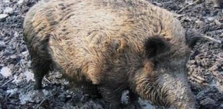 Unió de Pagesos pide acabar con la plaga de los jabalíes