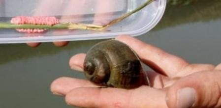 Un ejemplar de caracol manzana y una puesta.