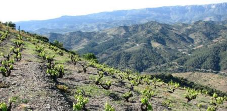 Viñedos del Priorat