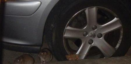 Las ratas se convierten en un dolor de cabeza cuando abandonan las alcantarillas y afloran a la superficie