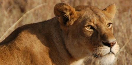 Leona oteando a sus posibles presas