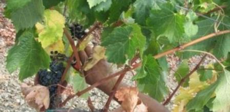 Viñedos en el Priorat