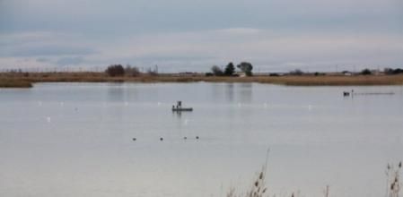 El parc natural censa unes 200.000 aus hivernants al delta de l'Ebre.