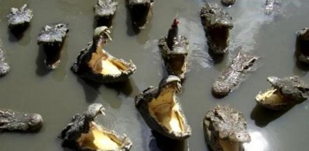 Cocodrilos en el río Lompopo.