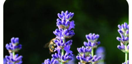 Aromaterapia en niños