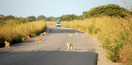 Imagen de la carretera que da acceso al parque natural de Waza, en Camerún, donde fueron secuestrados siete franceses (tres adultos y cuatro niños)