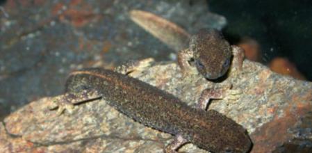 Els tritons són una espècie en perill d'extinció