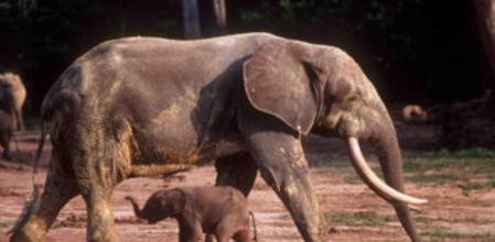 Imagen de un elefante de selva africano