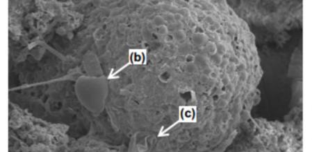 Microfósiles hallados en un meteorito recogido en Sri Lanka