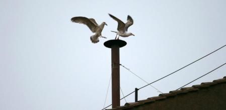 Dos gaviotas se pelean para posarse en la chimenea de la Capilla Sixtina