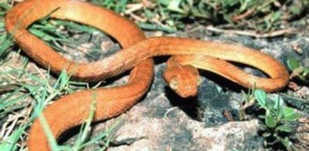 Ejemplar de serpiente arbórea marrón que habita la isla de Guam